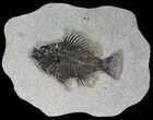 Cockerellites (Priscacara) Fossil Fish - Hanger Installed #39080-1